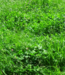 Clovers can increase pasture quality and reduce the need for nitrogen fertilizer.