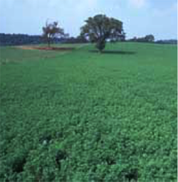 Grazing alfalfa