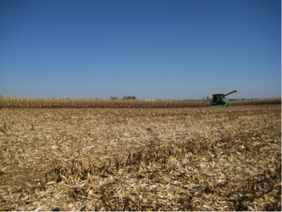 Grazing corn residues. Photo by Dr. Chad Lee