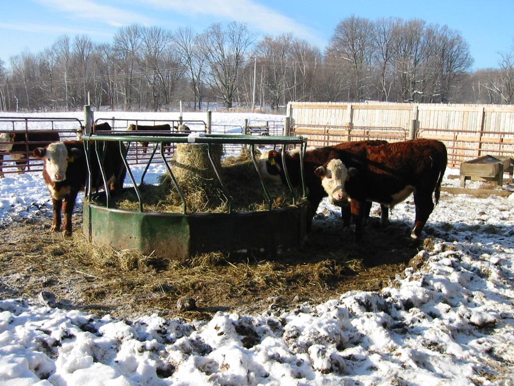 Feeding cattle hay
