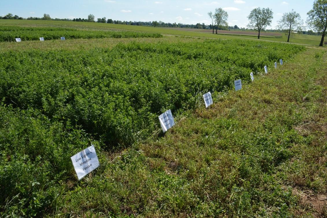 Figure 1. Reduced lignin alfalfa varieties planted in pure stands and in mixtures with grasses in Lexington, KY.