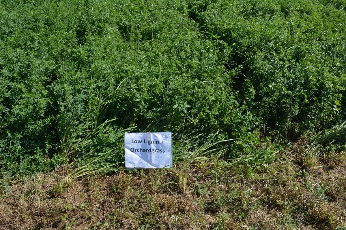 Figure 2. Reduced (low) lignin alfalfa planted in a mixture with orchardgrass in Lexington, KY.
