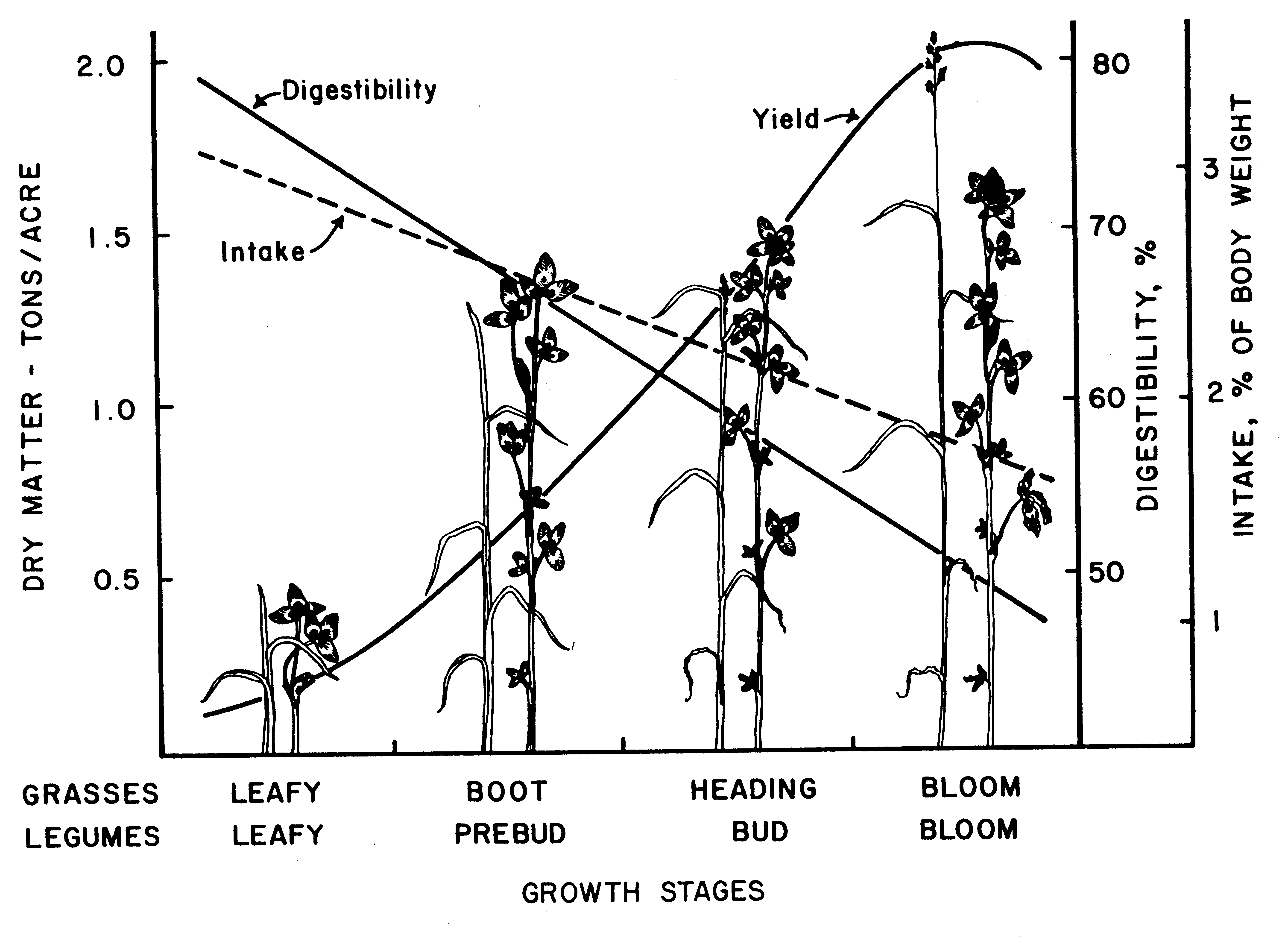 Figure 1.  Impact of stage of maturity on the yield and digestibility of grasses and legumes. Harvest when the grass reached the boot stage