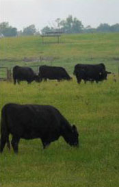 Nitrogen applications may allow for earlier grazing.