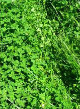 Adding legumes to a grass stand can increase soil fertility and forage quality.