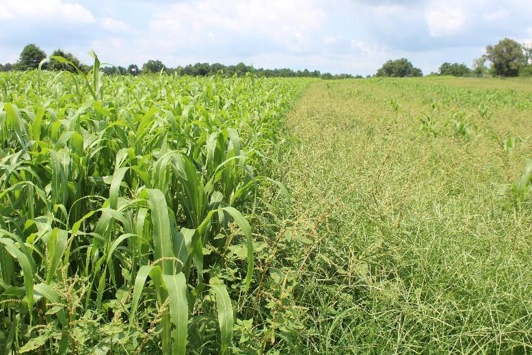 Figure 2. Sorghum-sudangrass (left) formed a quick canopy that was able to shade out summer annual weeds compared with a mixture of forage soybeans and pearl millet (right).