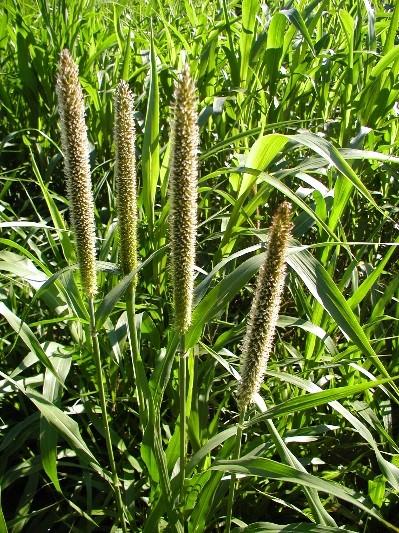 Figure 4. Pearl millet is not quite as vigorous as the sorghum-sudandgrasses.