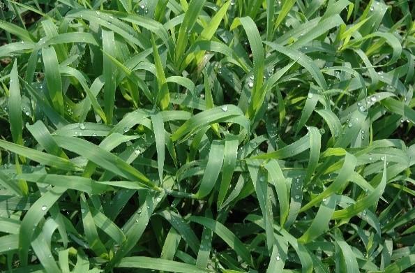 Figure 5. Crabgrass is often considered a weed, but can provide high quality summer grazing.