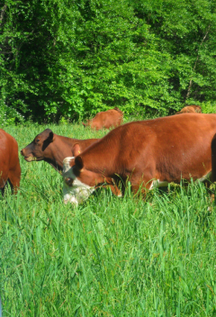 Beef cattle grazing new spring growth.