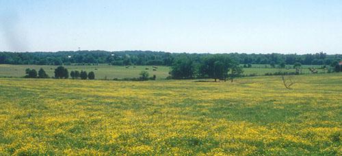 A field of buttercups