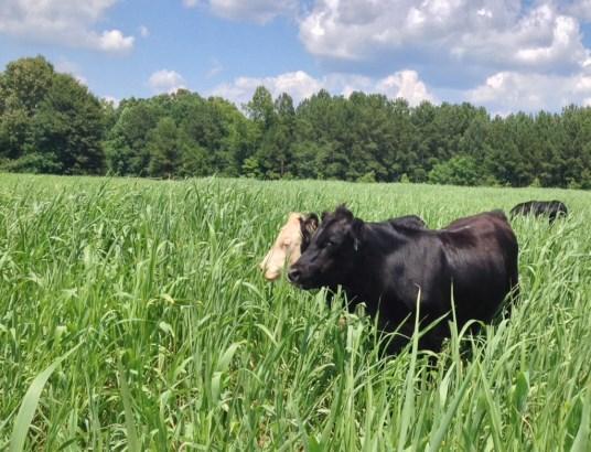 Cattle in a field