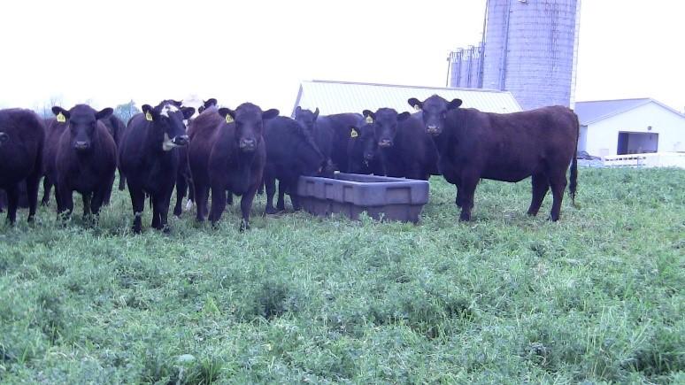 Cows grazing alfalfa