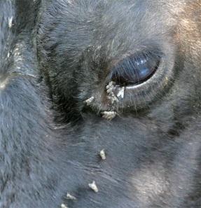 Flies on cow's face