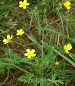 Plants typically produce 5 shiny yellow petals in the early spring.