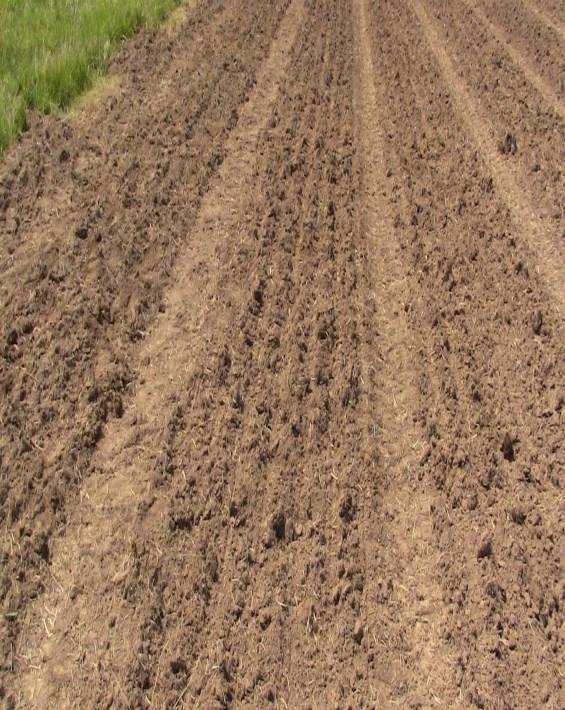 Good seedbed is essential