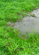 Extremely wet conditions can damage forages and soils.