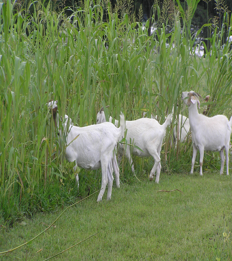Goats grazing millets