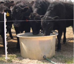 Figure 1: Cattle drinking from a portable water tank in rotational grazing system. Photo Courtesy: Kevin Laurent