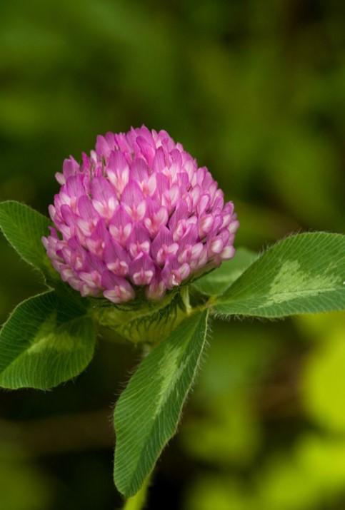 Red clover