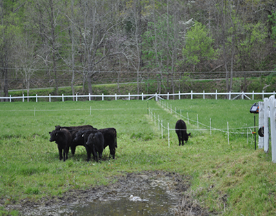 Rotational vs. Continuous Grazing