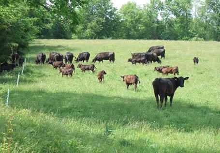 Rotational grazing of cows