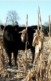 Grazing corn this fall may bring the possibility of nitrate toxicity. Photo by Tommy Yankey