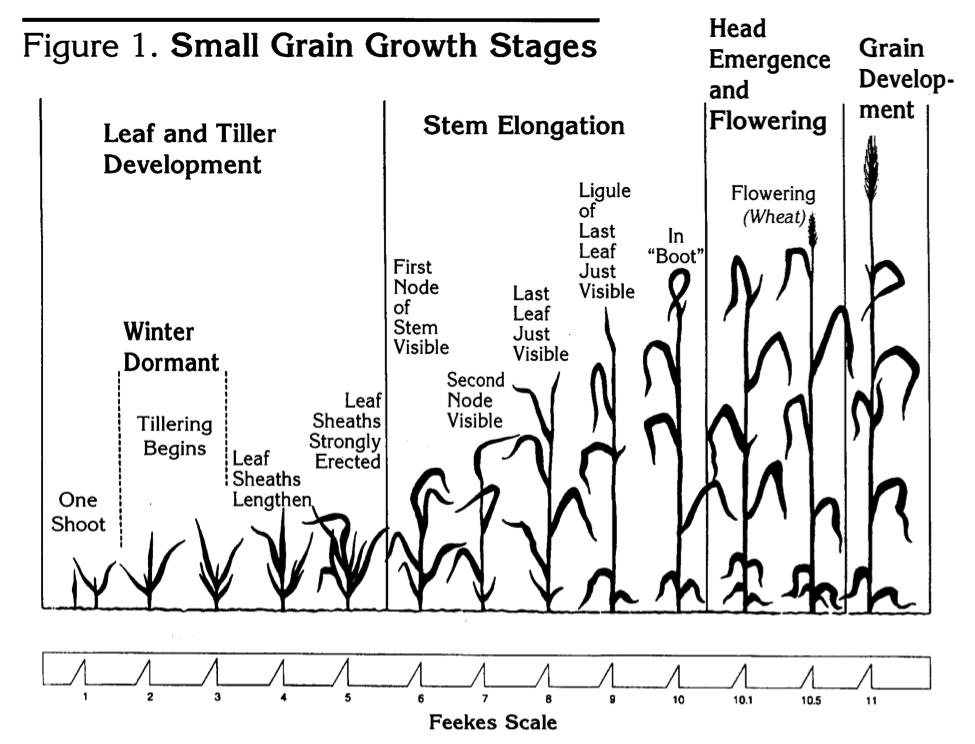 Figure 1. Small Grain Growth Stages chart