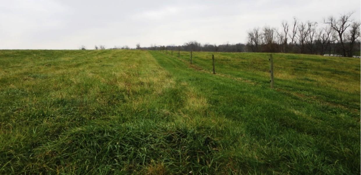 Stockpiled fescue field of cooperators on project